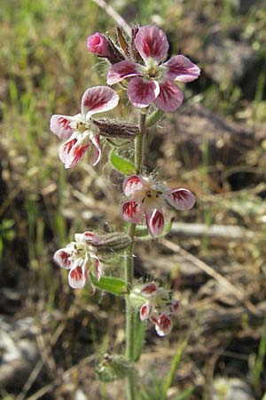Silene gallica \ Franzsisches Leimkraut / Windmill Pink, Small-flowered Catchfly, F Maures, Bois de Rouquan 12.5.2007
