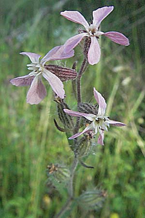Silene gallica \ Franzsisches Leimkraut / Windmill Pink, Small-flowered Catchfly, F Maures, Bois de Rouquan 12.5.2007