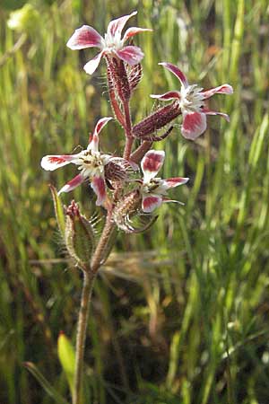 Silene gallica \ Franzsisches Leimkraut / Windmill Pink, Small-flowered Catchfly, F Maures, Bois de Rouquan 12.5.2007
