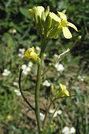 Sisymbrium orientale \ Orientalische Rauke / Eastern Rocket, F Pyrenäen/Pyrenees, Prades 14.5.2007
