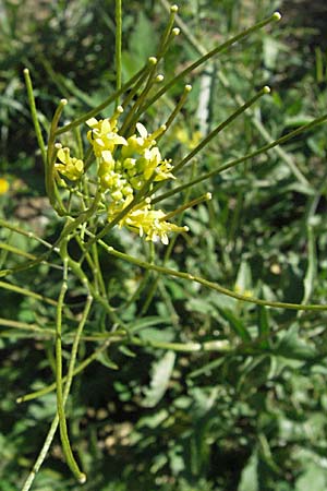 Sisymbrium orientale \ Orientalische Rauke / Eastern Rocket, F Pyrenäen/Pyrenees, Prades 14.5.2007