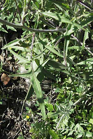 Sisymbrium orientale \ Orientalische Rauke / Eastern Rocket, F Pyrenäen/Pyrenees, Prades 14.5.2007