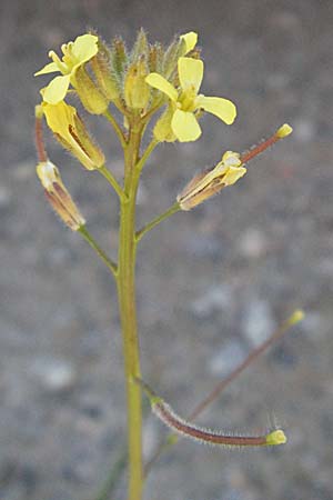 Sisymbrium orientale \ Orientalische Rauke / Eastern Rocket, F Pyrenäen/Pyrenees, Prades 14.5.2007