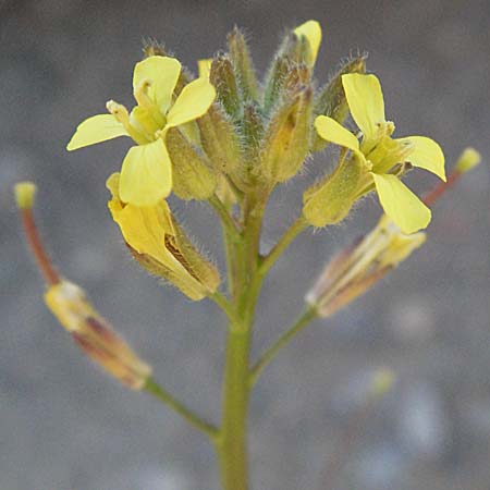 Sisymbrium orientale \ Orientalische Rauke / Eastern Rocket, F Pyrenäen/Pyrenees, Prades 14.5.2007
