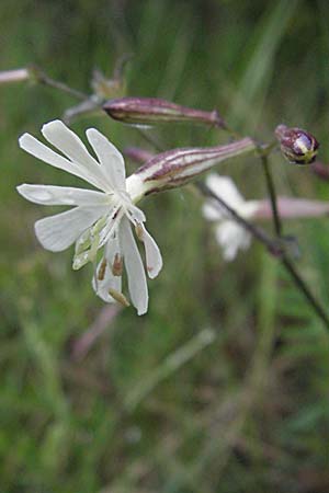 Silene italica \ Italienisches Leimkraut / Italian Campion, F Causse du Larzac 16.5.2007