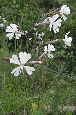 Silene italica \ Italienisches Leimkraut / Italian Campion, F Causse du Larzac 16.5.2007
