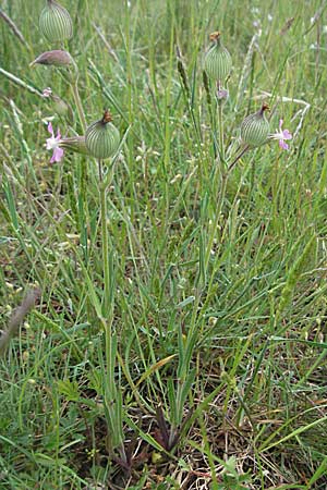 Silene conica \ Kegel-Leimkraut / Sand Campion, F Causse du Larzac 16.5.2007
