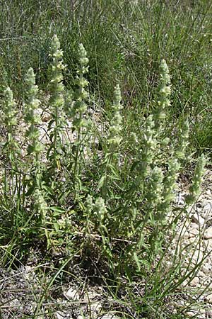 Sideritis hyssopifolia subsp. hyssopifolia \ Ysopblttriges Gliedkraut / Ysop-Leaved Ironwort, F La-Palud-sur-Verdon 23.6.2008