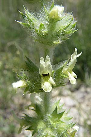 Sideritis hyssopifolia subsp. hyssopifolia \ Ysopblttriges Gliedkraut / Ysop-Leaved Ironwort, F La-Palud-sur-Verdon 23.6.2008