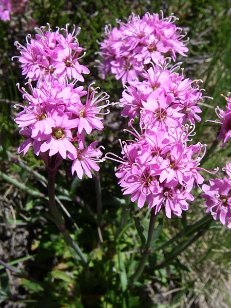 Silene suecica \ Alpen-Lichtnelke, Alpen-Pechnelke / Alpine Catchfly, F Pyrenäen/Pyrenees, Puymorens 26.6.2008