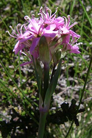 Silene suecica \ Alpen-Lichtnelke, Alpen-Pechnelke / Alpine Catchfly, F Pyrenäen/Pyrenees, Puymorens 26.6.2008