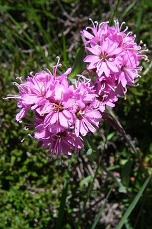 Silene suecica \ Alpen-Lichtnelke, Alpen-Pechnelke / Alpine Catchfly, F Pyrenäen/Pyrenees, Puymorens 26.6.2008