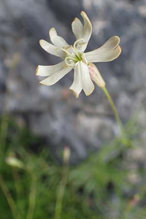 Silene saxifraga \ Steinbrech-Leimkraut, Karst-Leimkraut / Tufted Catchfly, F Col de la Bonette 8.7.2016