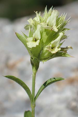 Sideritis hyssopifolia subsp. eynensis \ Pyrenen-Gliedkraut / Pyrenean Ironwort, F Pyrenäen/Pyrenees, Gorges de Galamus 23.7.2018