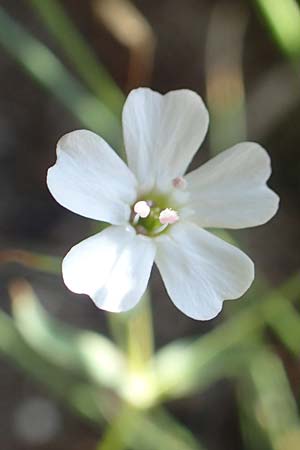 Silene rupestris \ Felsen-Leimkraut / Rock Campion, F Pyrenäen/Pyrenees, Canigou 24.7.2018