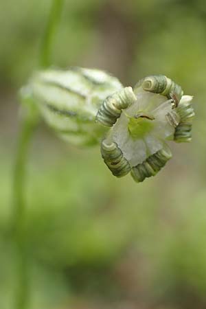 Silene ciliata \ Bewimperte Lichtnelke / Ciliate Campion, F Pyren&auml;en/Pyrenees, Col de Mantet 28.7.2018