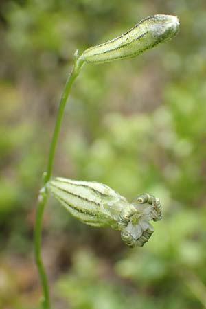 Silene ciliata \ Bewimperte Lichtnelke / Ciliate Campion, F Pyren&auml;en/Pyrenees, Col de Mantet 28.7.2018