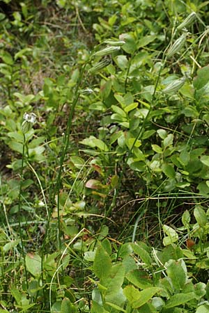 Silene ciliata \ Bewimperte Lichtnelke / Ciliate Campion, F Pyren&auml;en/Pyrenees, Col de Mantet 28.7.2018