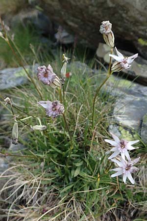 Silene ciliata \ Bewimperte Lichtnelke / Ciliate Campion, F Pyren&auml;en/Pyrenees, Puigmal 1.8.2018