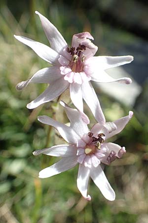 Silene ciliata \ Bewimperte Lichtnelke / Ciliate Campion, F Pyren&auml;en/Pyrenees, Puigmal 1.8.2018