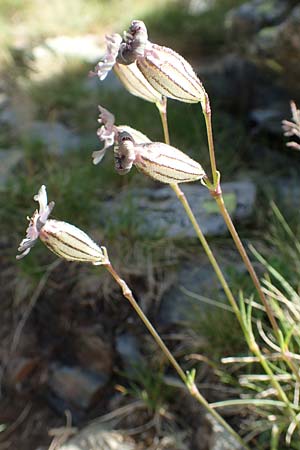 Silene ciliata \ Bewimperte Lichtnelke / Ciliate Campion, F Pyren&auml;en/Pyrenees, Puigmal 1.8.2018