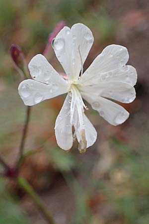 Silene italica \ Italienisches Leimkraut / Italian Campion, F S. Sauveur-sur-Tinée 30.4.2023