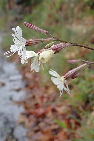 Silene italica \ Italienisches Leimkraut / Italian Campion, F S. Sauveur-sur-Tinée 30.4.2023