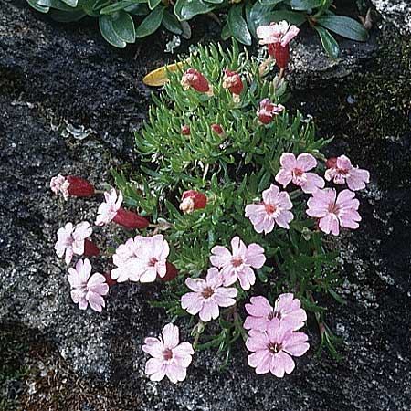 Silene acaulis \ Stngelloses Leimkraut, Kalk-Polsternelke / Moss Campion, F Col de l'Iseran 31.7.1999