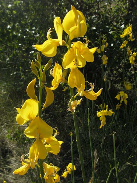 Spartium junceum \ Pfriemen-Ginster / Spanish Broom, F Nyons 10.6.2006
