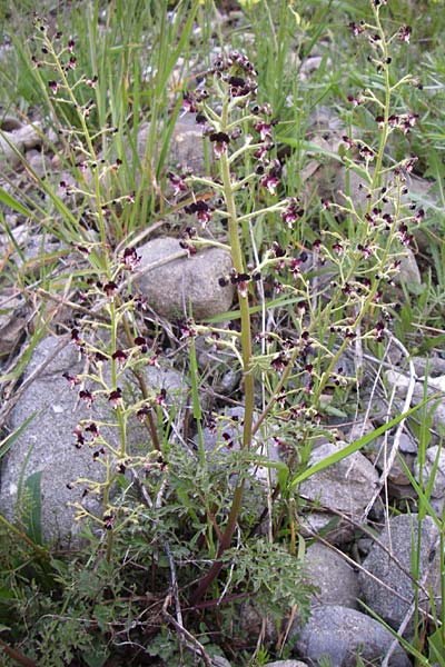 Scrophularia juratensis \ Jura-Braunwurz / Jura-Figwort, F Col de Lautaret 22.6.2008