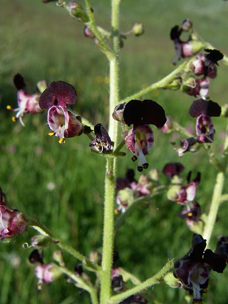 Scrophularia juratensis \ Jura-Braunwurz / Jura-Figwort, F Col de Granon 22.6.2008