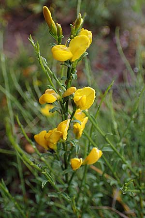 Spartium junceum \ Pfriemen-Ginster / Spanish Broom, F S. Sauveur-sur-Tinée 30.4.2023