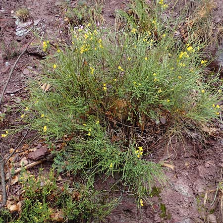 Spartium junceum \ Pfriemen-Ginster / Spanish Broom, F S. Sauveur-sur-Tinée 30.4.2023