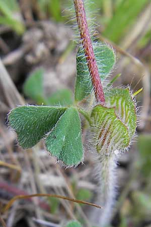 Trifolium stellatum \ Stern-Klee / Starry Clover, F La Couvertoirade 27.5.2009
