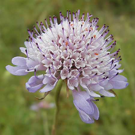 Scabiosa atropurpurea \ Samt-Skabiose / Sweet Scabious, F Sète 6.6.2009