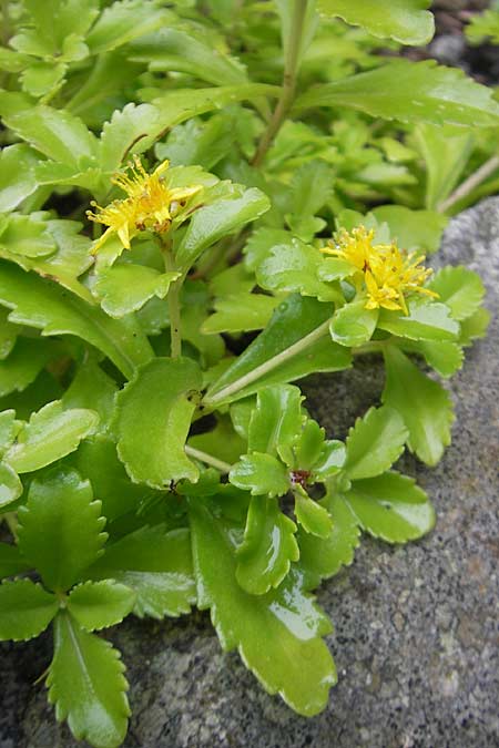 Sedum ellacombeanum \ Gelbgr&uuml;ne Asienfetthenne / Ellacombe Stonecrop, F Botan. Gar.  Tourmalet 26.8.2011