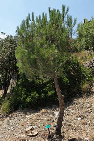 Pinus pinea \ Schirm-Kiefer / Stone Pine, F Pyren&auml;en/Pyrenees, Prior&eacute; Serabona 25.7.2018