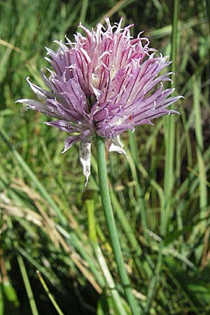 Allium schoenoprasum \ Schnitt-Lauch / Chives, Andorra Grau Roig 10.8.2006