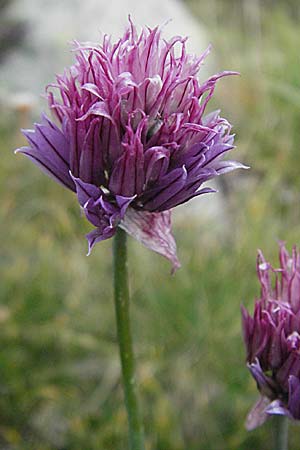 Allium schoenoprasum \ Schnitt-Lauch / Chives, Andorra Grau Roig 10.8.2006