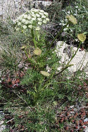 Seseli libanotis \ Heilwurz / Moon Carrot, F Pyrenäen/Pyrenees, Latour de Carol 26.6.2008
