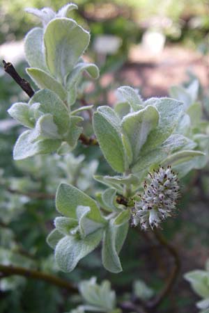Salix lapponum \ Lappland-Weide / Lapland Willow, F Col de Lautaret Botan. Gar.  28.6.2008