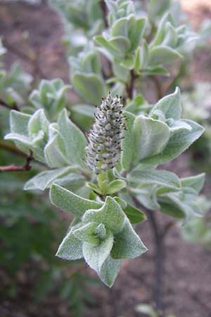 Salix lapponum \ Lappland-Weide / Lapland Willow, F Col de Lautaret Botan. Gar.  28.6.2008