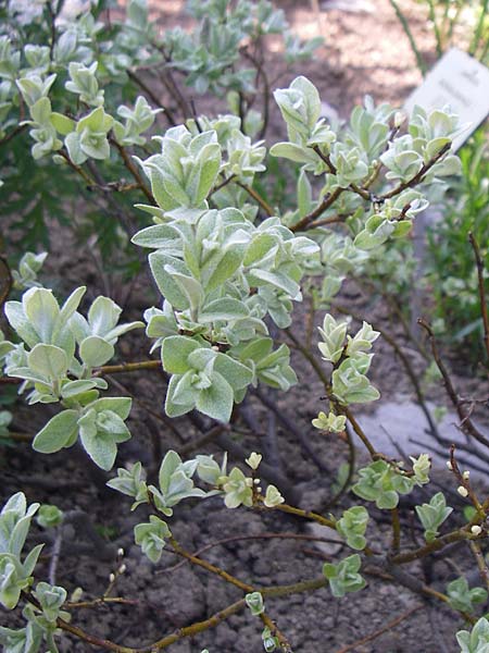 Salix lapponum \ Lappland-Weide / Lapland Willow, F Col de Lautaret Botan. Gar.  28.6.2008
