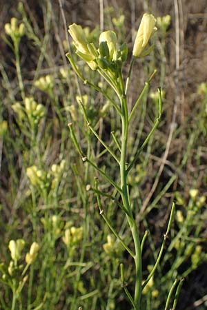 Sisymbrium orientale \ Orientalische Rauke / Eastern Rocket, F Martigues 8.10.2021