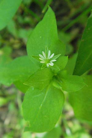 Stellaria media \ Vogelmiere / Common Chickweed, F Allevard 11.6.2006