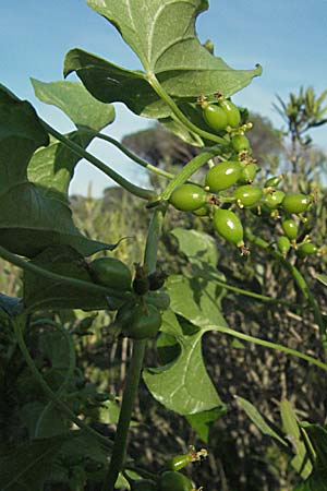 Dioscorea communis \ Schmerwurz / Black Bryony, F Maures, Bois de Rouquan 12.5.2007