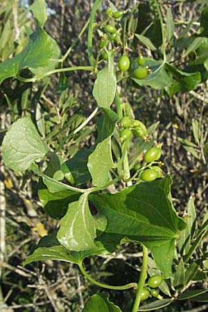 Dioscorea communis \ Schmerwurz / Black Bryony, F Maures, Bois de Rouquan 12.5.2007