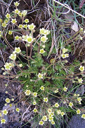Saxifraga moschata \ Moschus-Steinbrech / Musky Saxifrage, F Col de Granon 22.6.2008