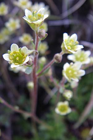Saxifraga moschata \ Moschus-Steinbrech / Musky Saxifrage, F Col de Granon 22.6.2008