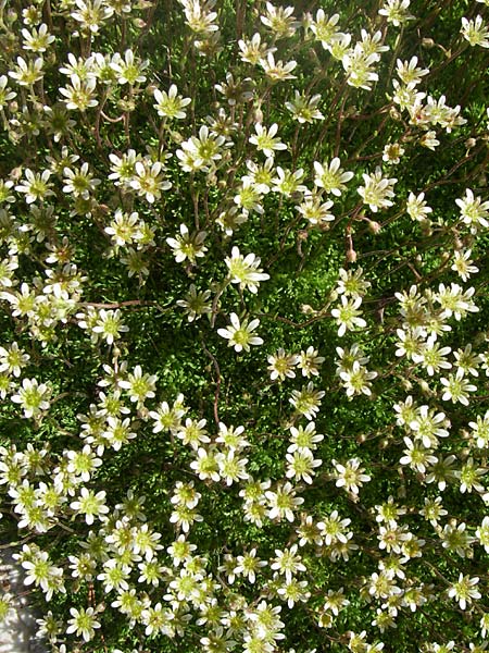 Saxifraga moschata \ Moschus-Steinbrech / Musky Saxifrage, F Col de Lautaret Botan. Gar. 28.6.2008